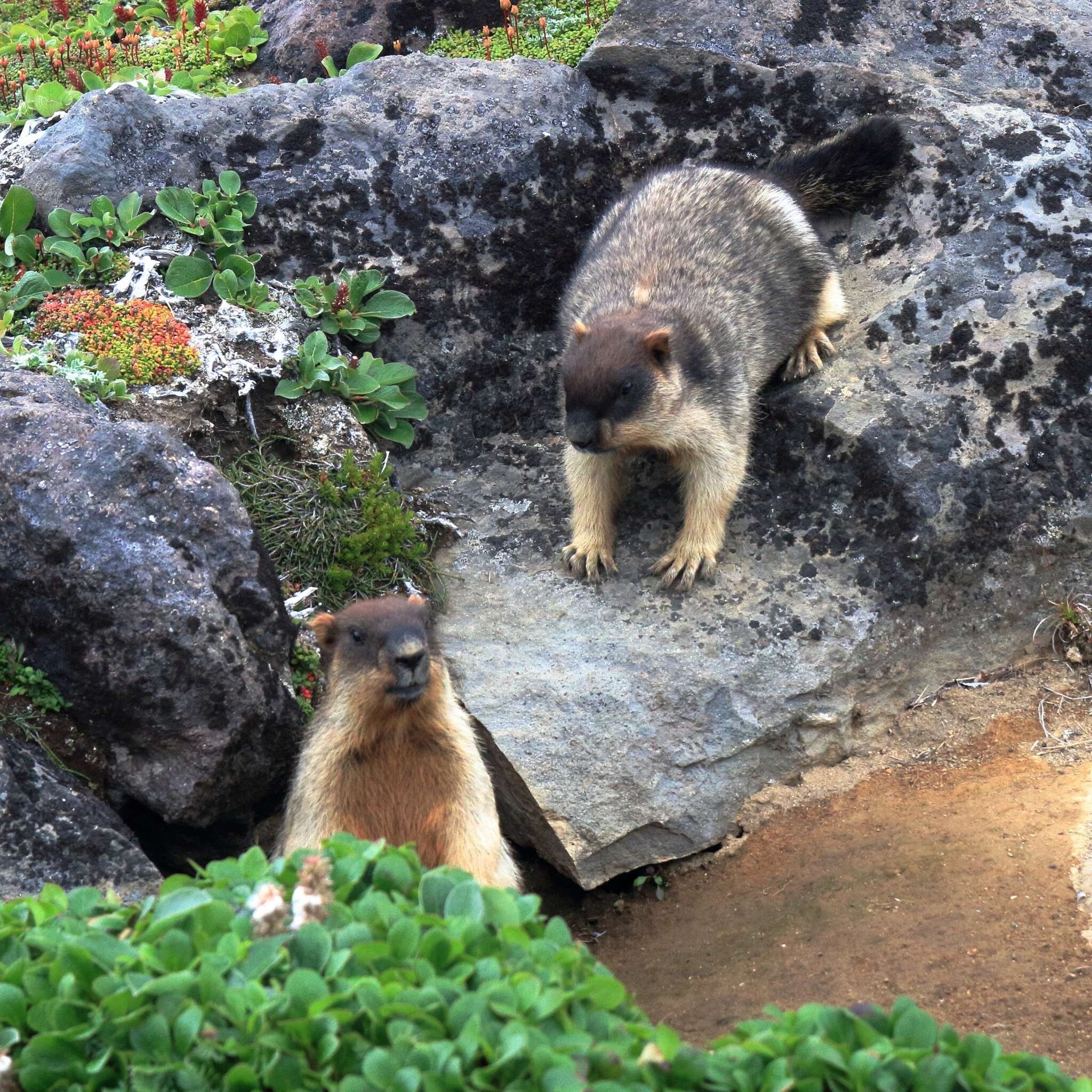 Image of Black-capped Marmot