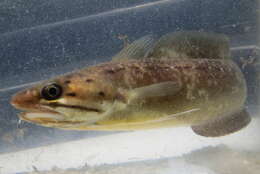 Image of Southern codling
