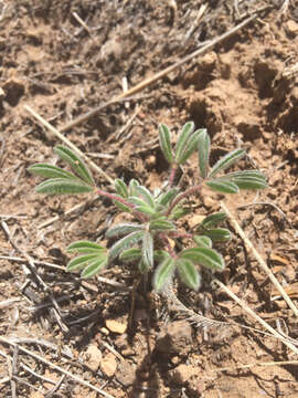 Plancia ëd Lupinus kingii S. Watson