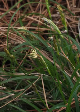 Image of Carex halleriana Asso