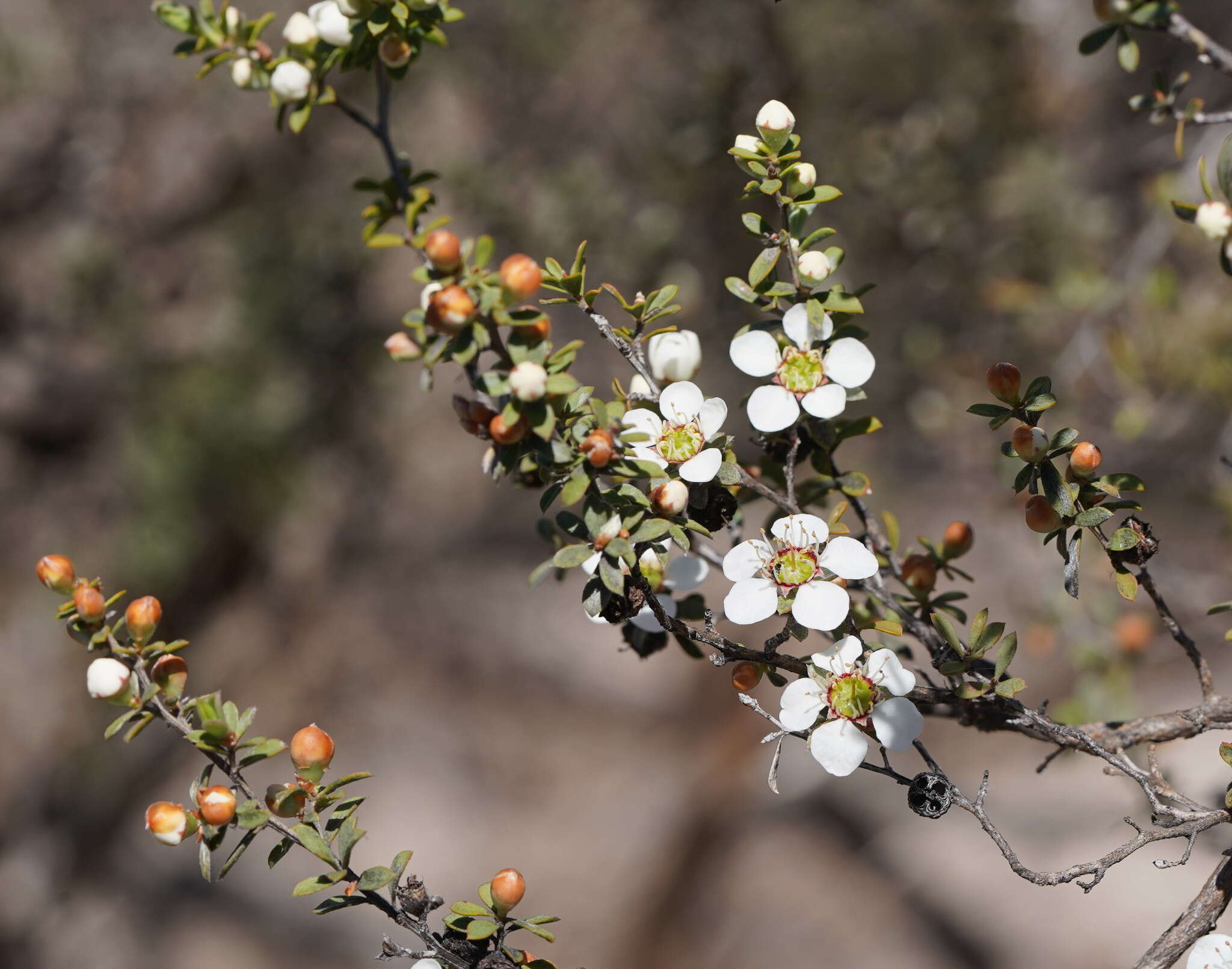 Sivun Leptospermum myrsinoides Schltdl. kuva