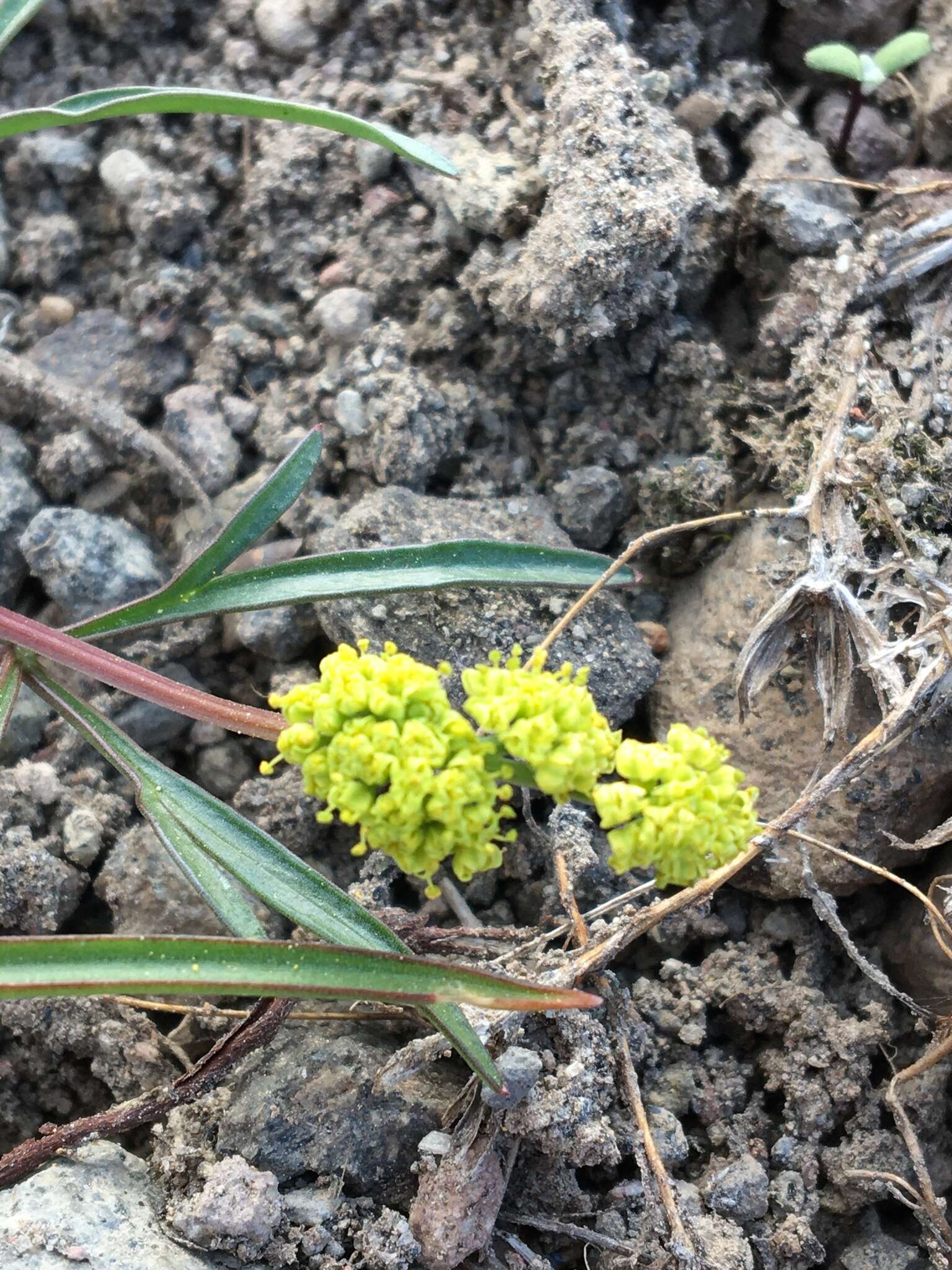 Image de Lomatium stebbinsii M. A. Schlessman & L. Constance