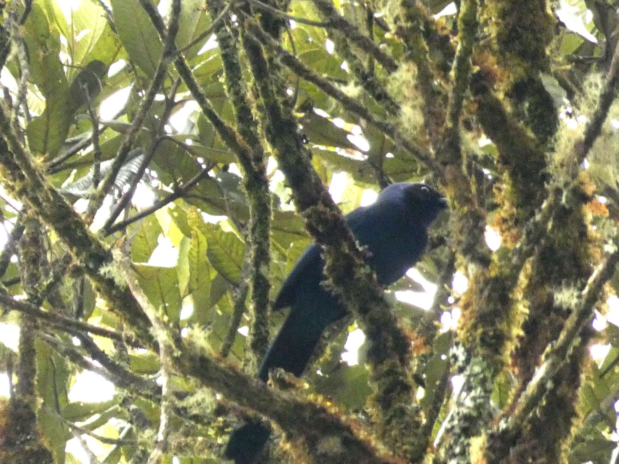 Image of Black-collared Jay