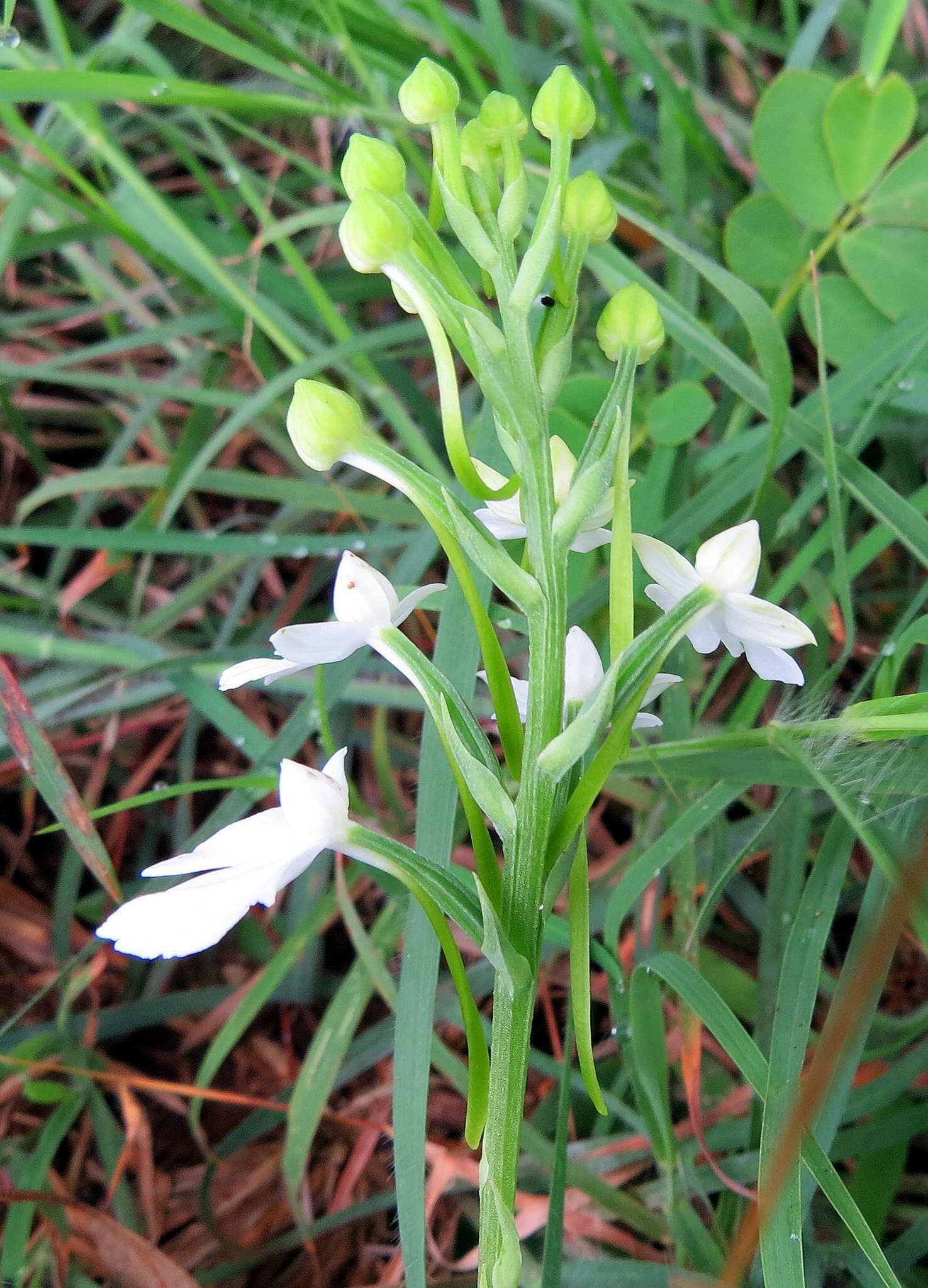 Image of Habenaria plantaginea Lindl.