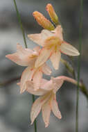 Gladiolus monticola Goldblatt & J. C. Manning resmi