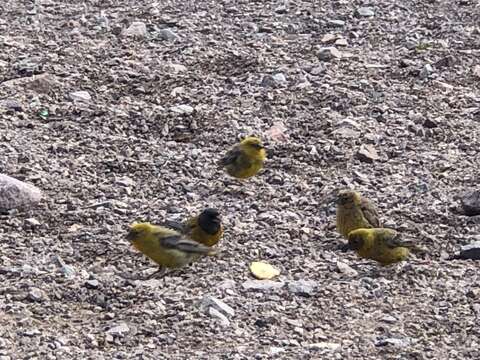 Image of Greater Yellow Finch