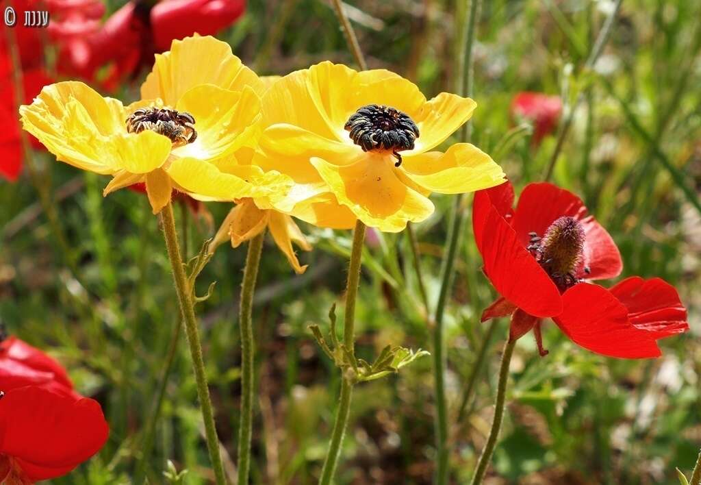 Image of Ranunculus asiaticus