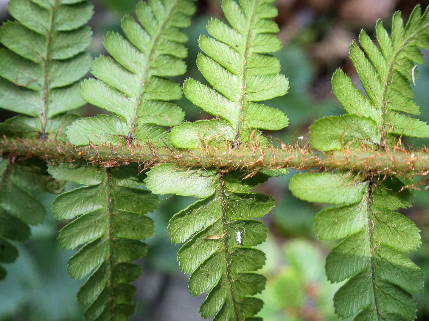 Sivun Dryopteris cambrensis subsp. cambrensis kuva