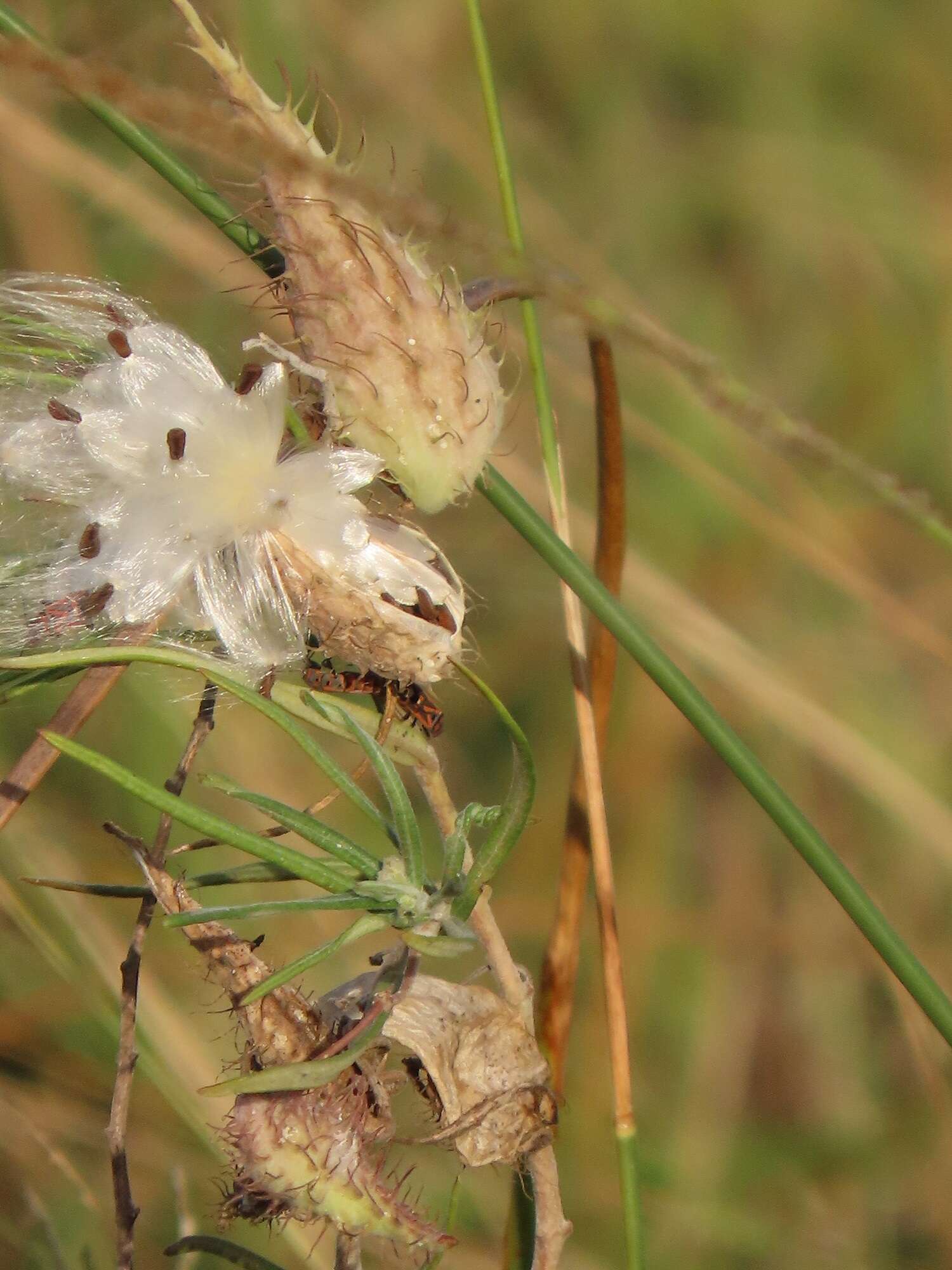 Слика од Gomphocarpus tomentosus Burch.