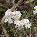 Image of Blue-Dome Primrose