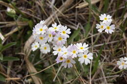 Слика од Primula alcalina A. F. Cholewa & D. M. Henderson