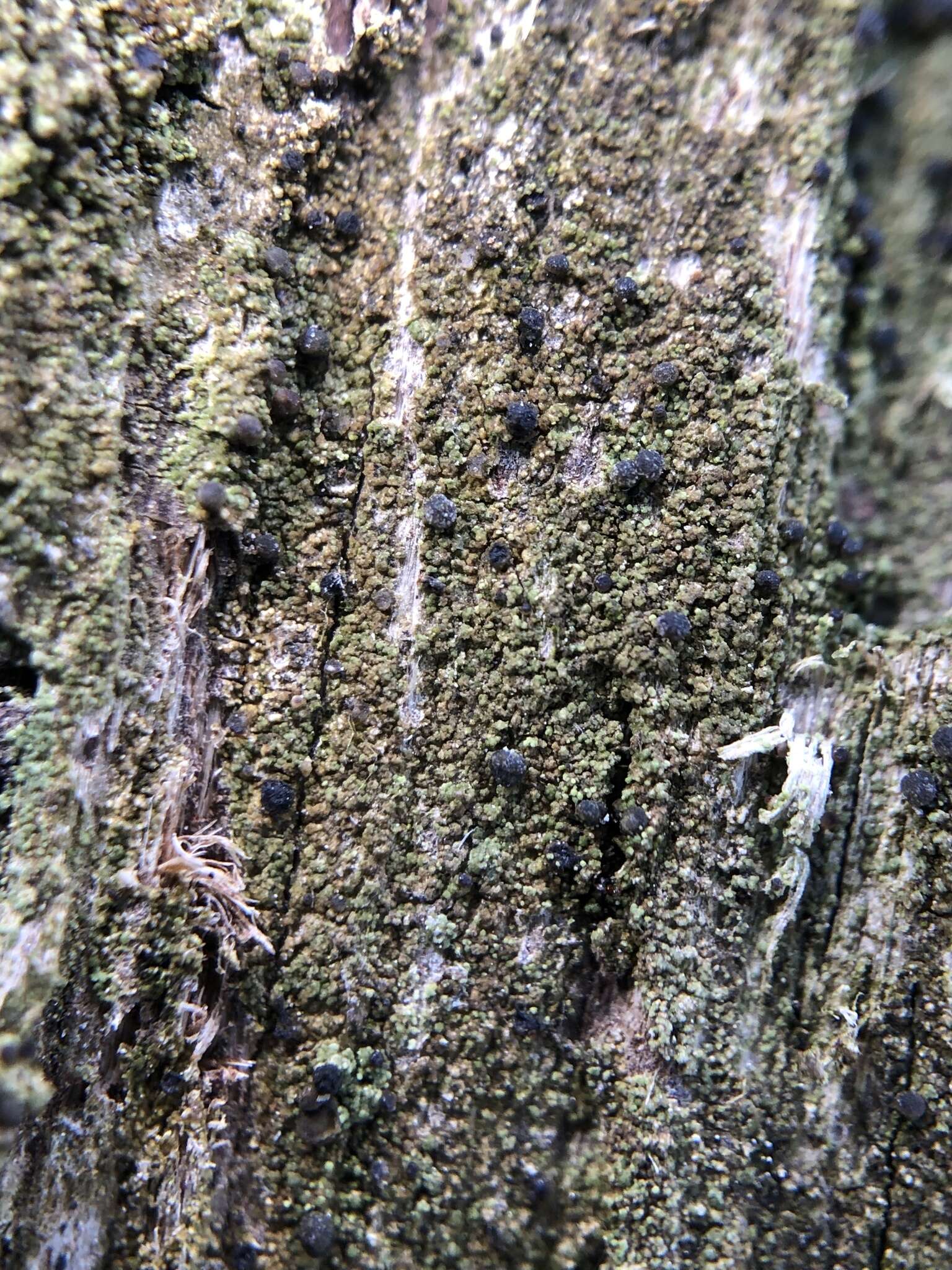 Imagem de Bilimbia sabuletorum (Schreb.) Arnold