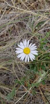 Image of smooth Townsend daisy