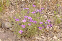 Image of Nierembergia linariifolia var. pampeana (Millán) A. A. Cocucci & A. T. Hunziker