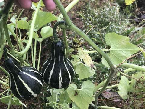 Image of field pumpkin