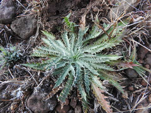 Image of Eryngium serratum Cav.