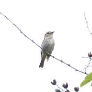 Image of Brown-streaked Flycatcher