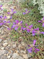 Image of Sierra beardtongue