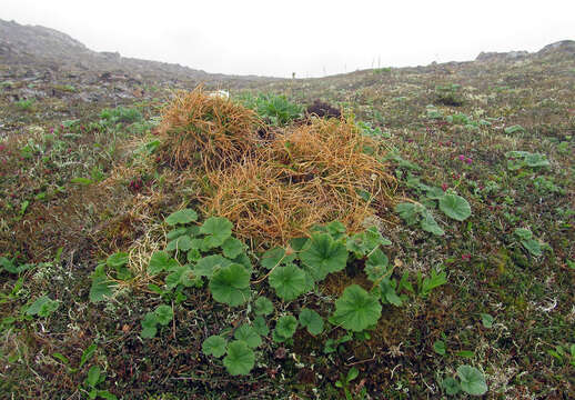 Image of Grassy-Slope Arctic Sedge