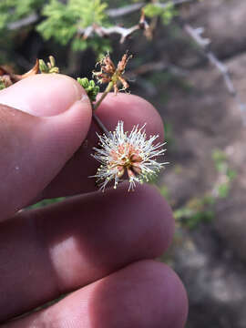 Imagem de Mimosa aculeaticarpa Ortega