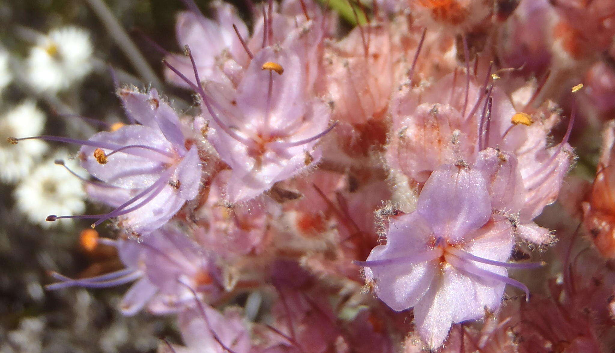 Image of Dilatris ixioides Lam.