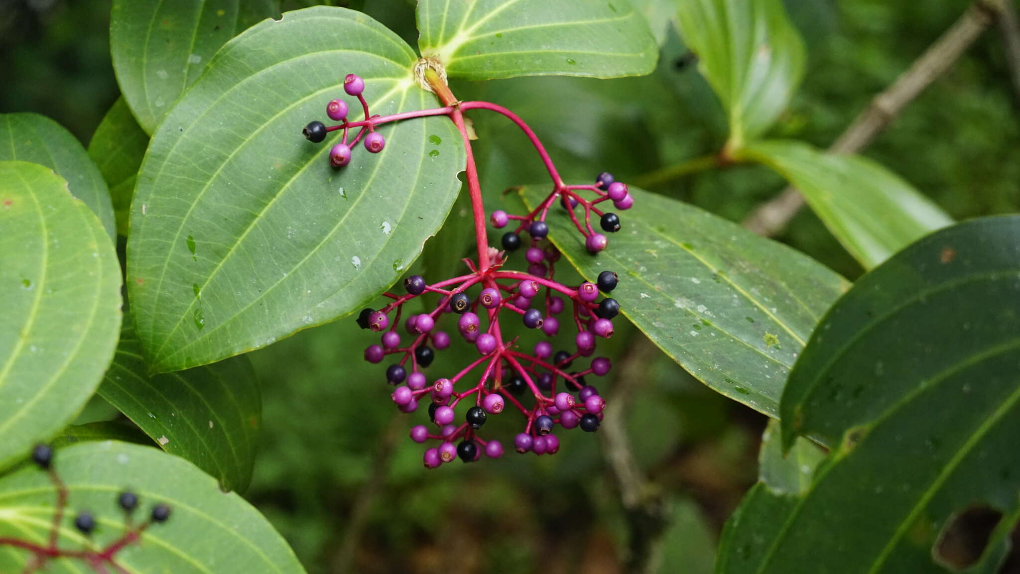 Image of Medinilla speciosa (Reinw. ex Bl.) Bl.