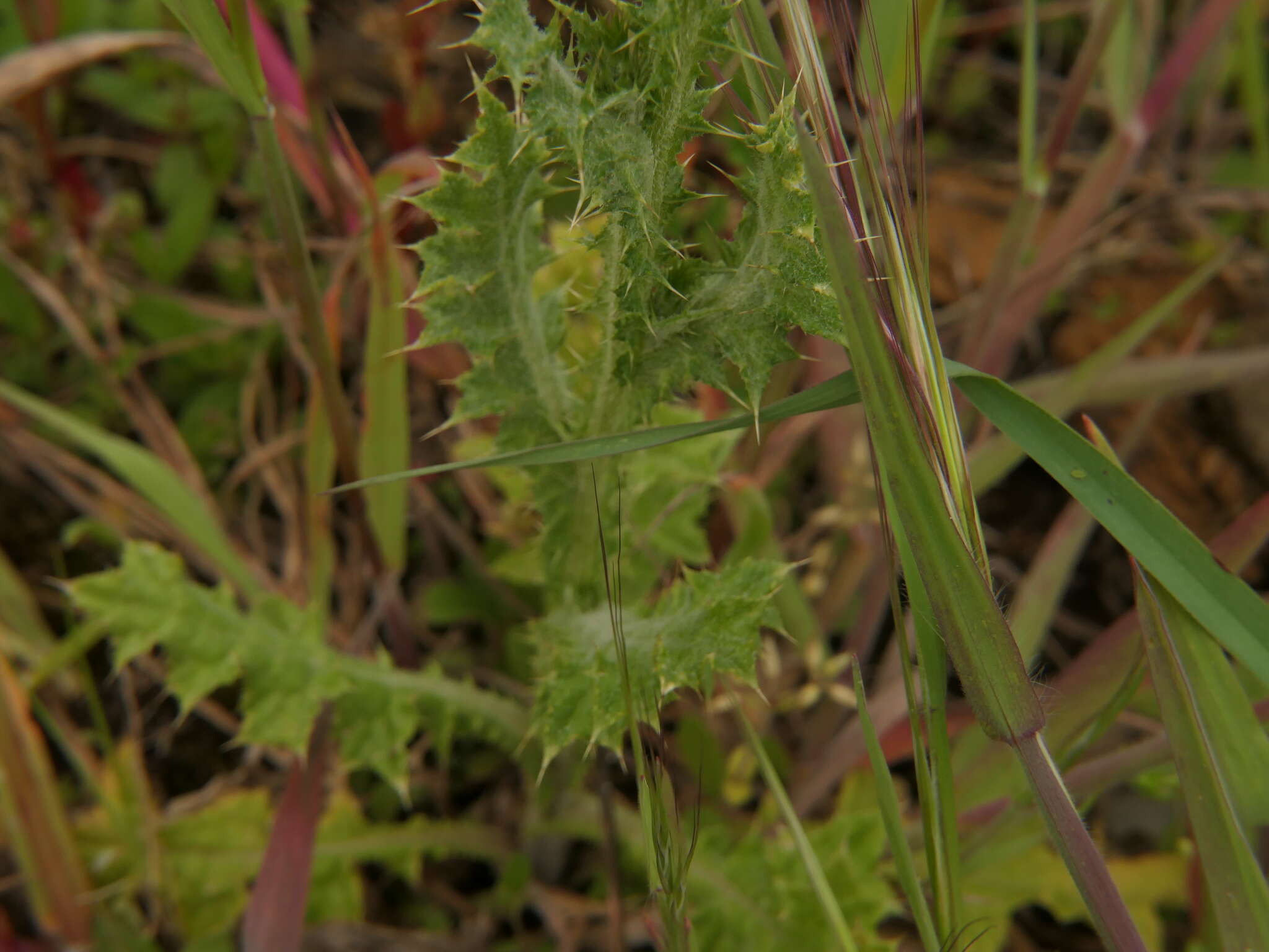 Image de Carduus carpetanus Boiss. & Reut.