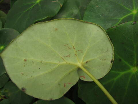 Слика од <i>Begonia ciliatifolia</i> Funez & J. C. Jaramillo