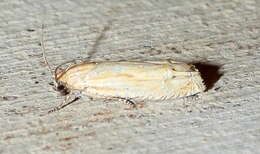 Image de <i>Eucosma grindeliana</i>