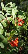 Image of California mountain ash