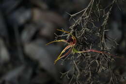 Image of Stumpy spider orchid