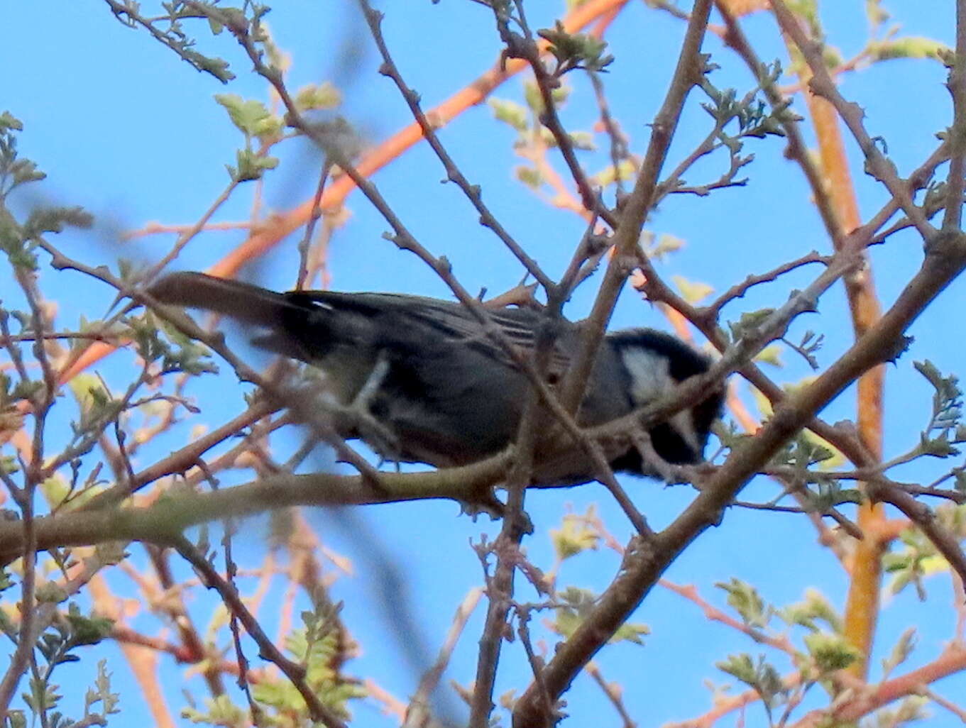 Plancia ëd Melaniparus cinerascens cinerascens (Vieillot 1818)