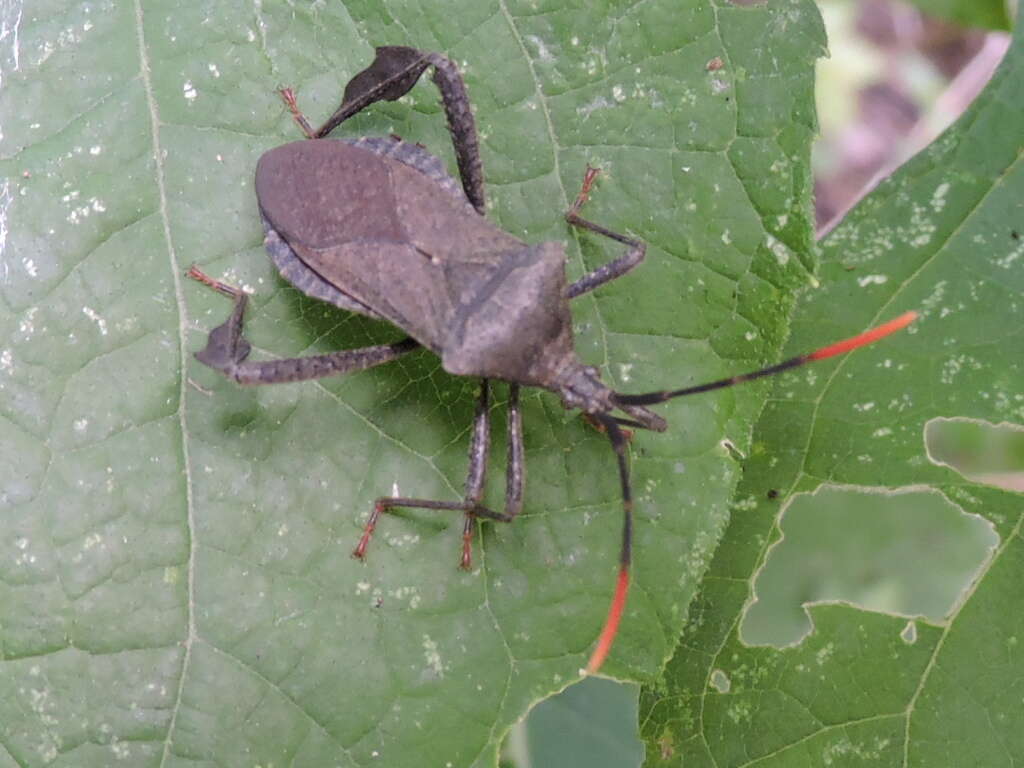 Image of Acanthocephala