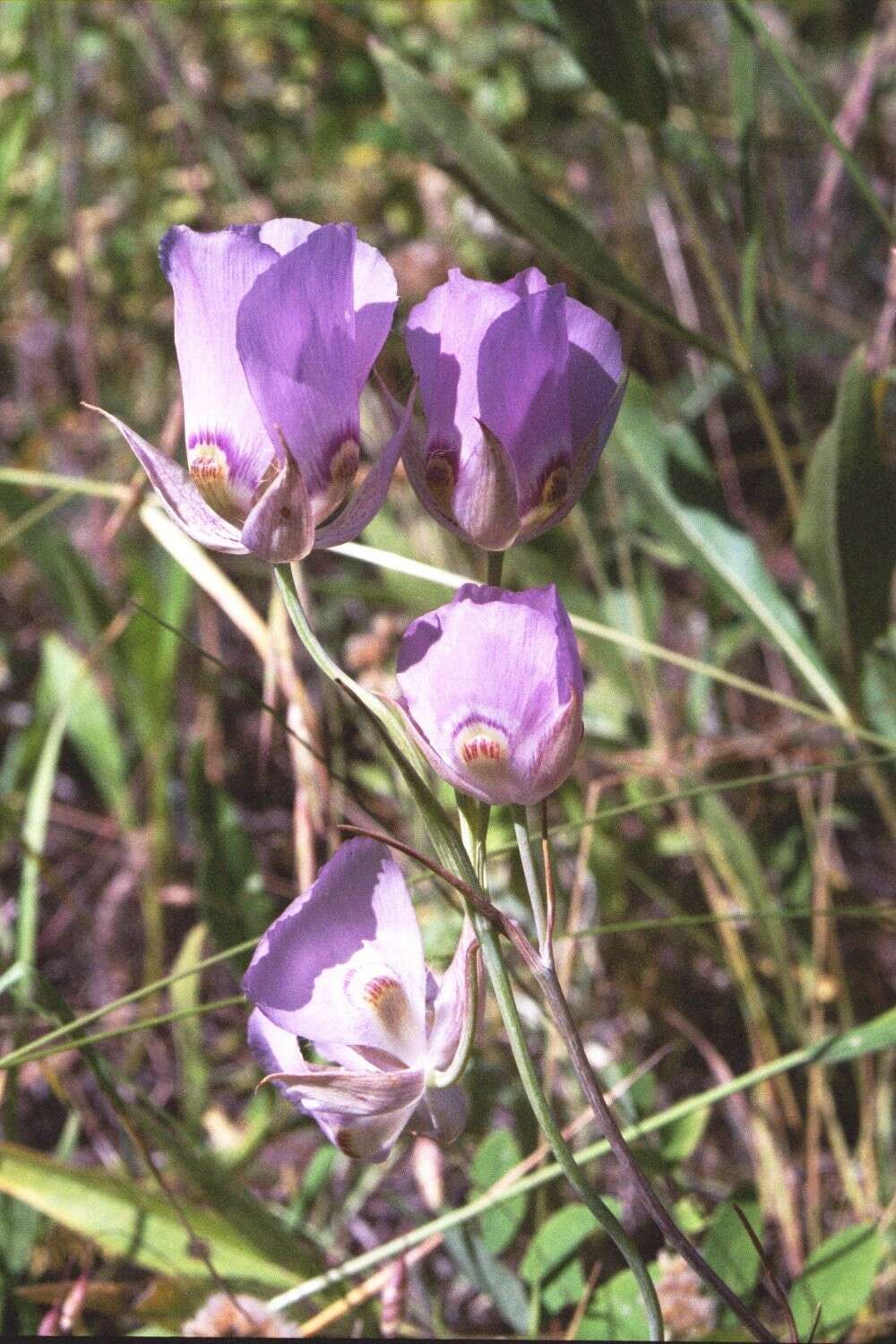 Image of broad-fruit mariposa-lily