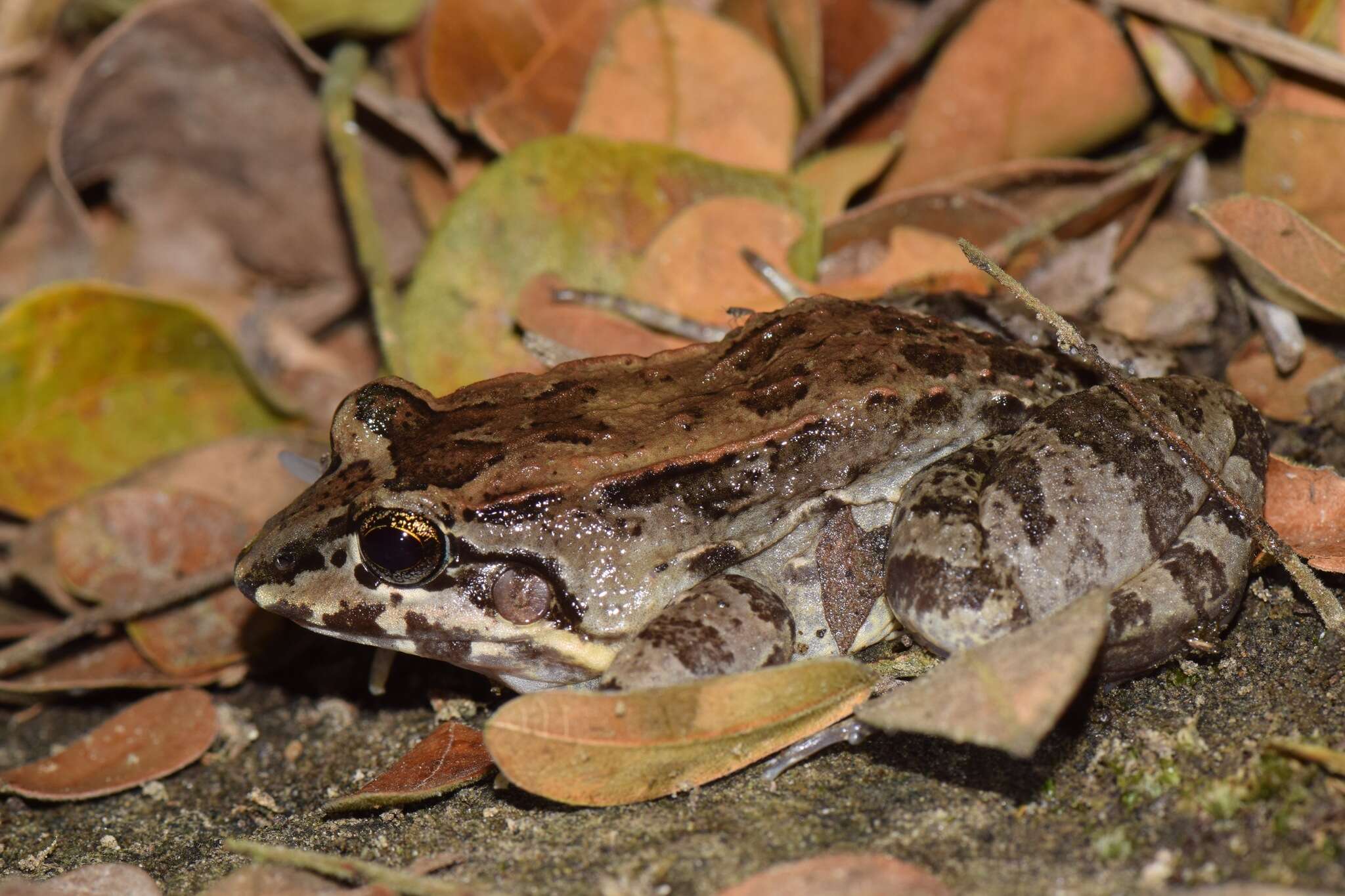 Image of Leptodactylus labrosus Jiménez de la Espada 1875