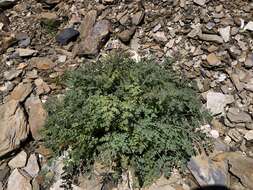 Image of Corydalis ophiocarpa Hook. fil. & Thomson