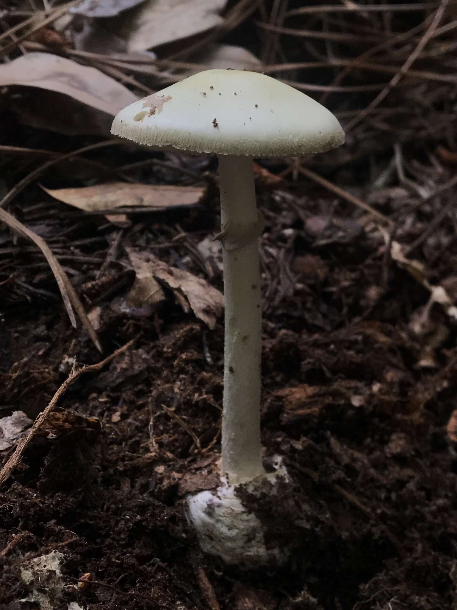 Image of Coker's Lavender Staining Amanita