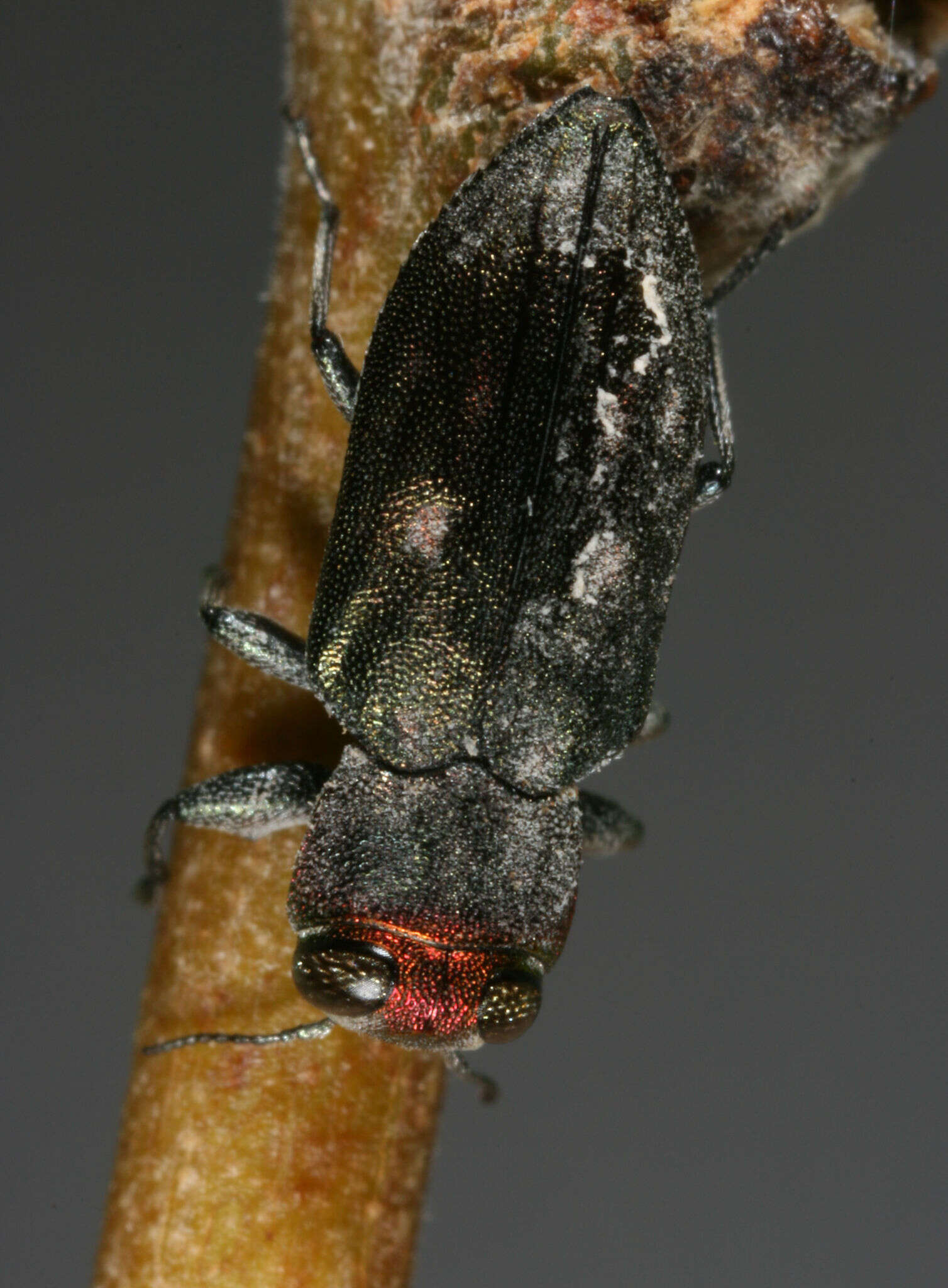 Image of Chrysobothris carmelita Fall 1907