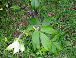 Image of Dalechampia websteri Armbr.