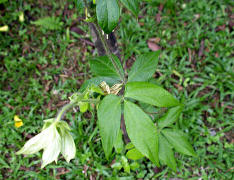 Dalechampia websteri Armbr.的圖片