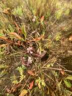 Image of Saltmarsh Salt-Bird's-Beak