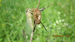 Image of New Forest cicada