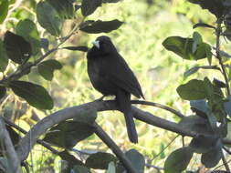 Image of Solitary Black Cacique