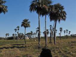 Image de Colpothrinax wrightii Schaedtler