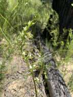 Image of Fragrant leek orchid