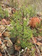 Cupressus macnabiana A. Murray bis resmi