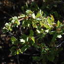 Image of Berberis horrida C. Gay