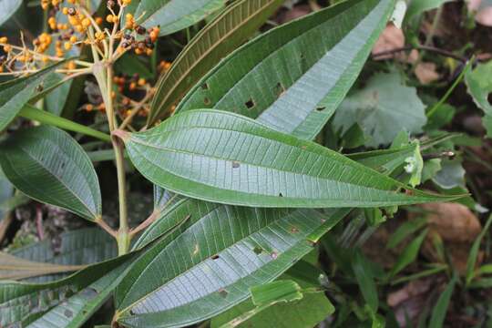 Miconia dolichorrhyncha Naud.的圖片