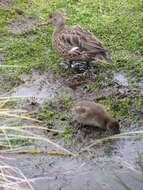 Image of Yellow-billed Pintail