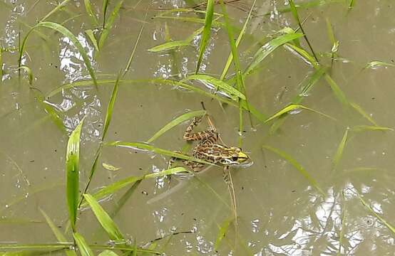 Image of Lithobates lenca (Luque-Montes, Austin, Weinfurther, Wilson, Hofmann & Townsend 2018)